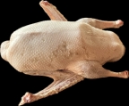Husa domácí