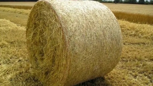 Sláma