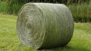 Seno luční