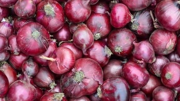 Cibule červená