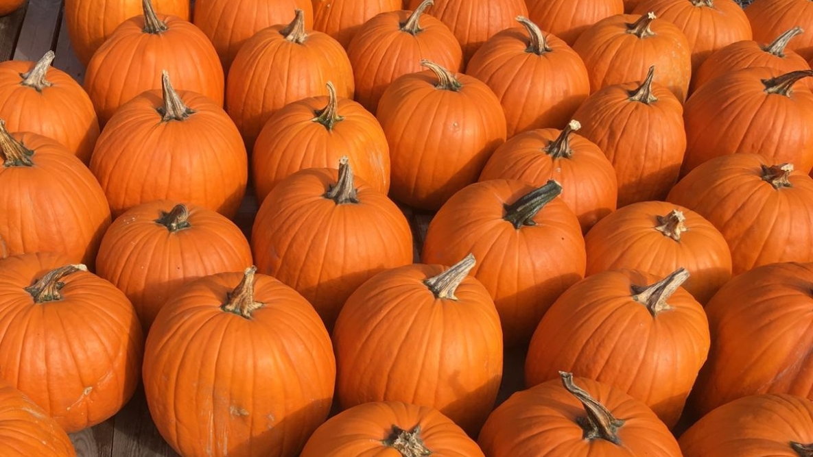 Dýně Halloweenská
