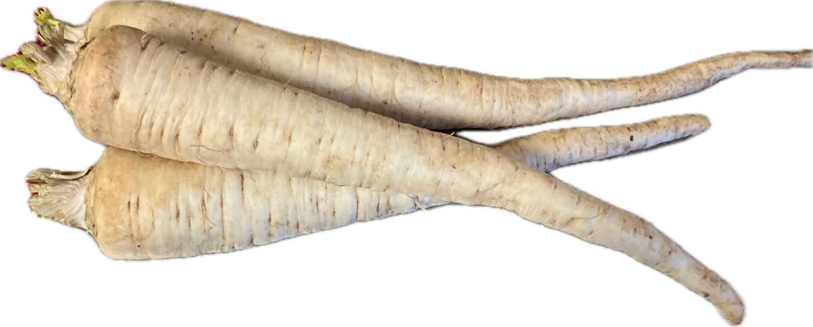Petržel