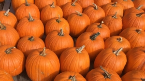 Dýně Halloweenská